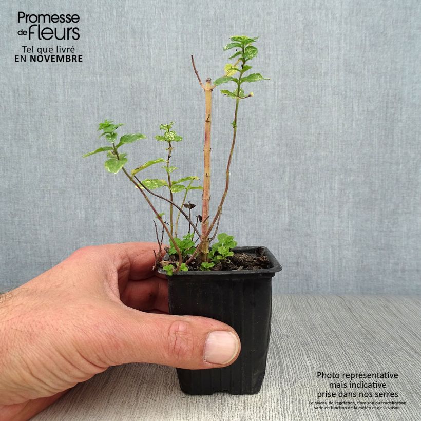 Moroccan Mint - Mentha spicata Nannah 7/8 cm pot sample as delivered in autumn