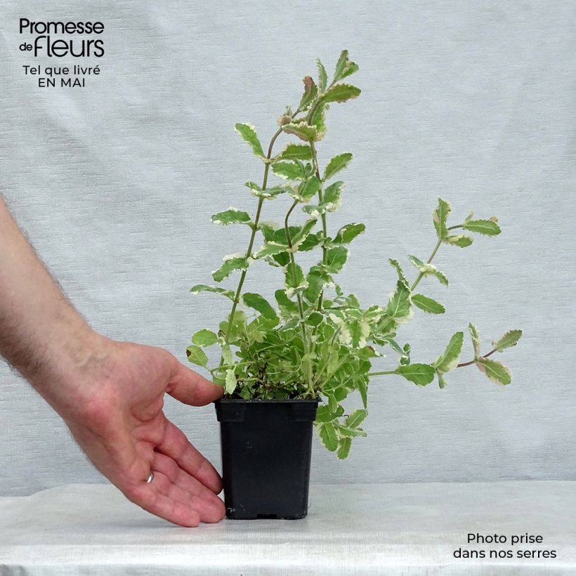 Variegated Mint - Mentha suaveolens Variegata 8/9 cm pot sample as delivered in spring