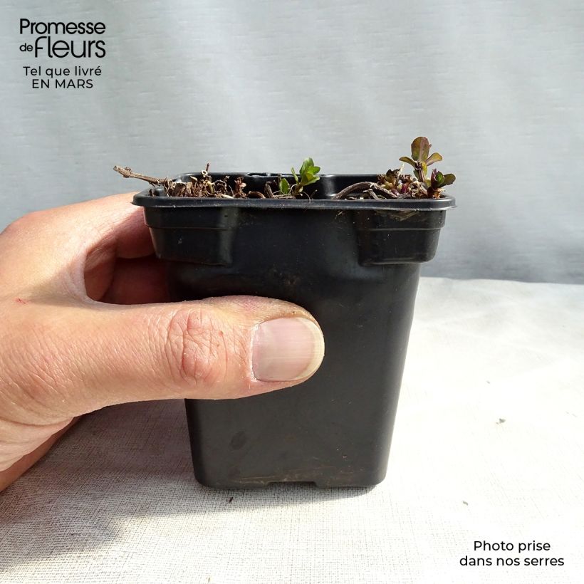 Peppermint - Mentha piperita 8/9 cm pot sample as delivered in winter