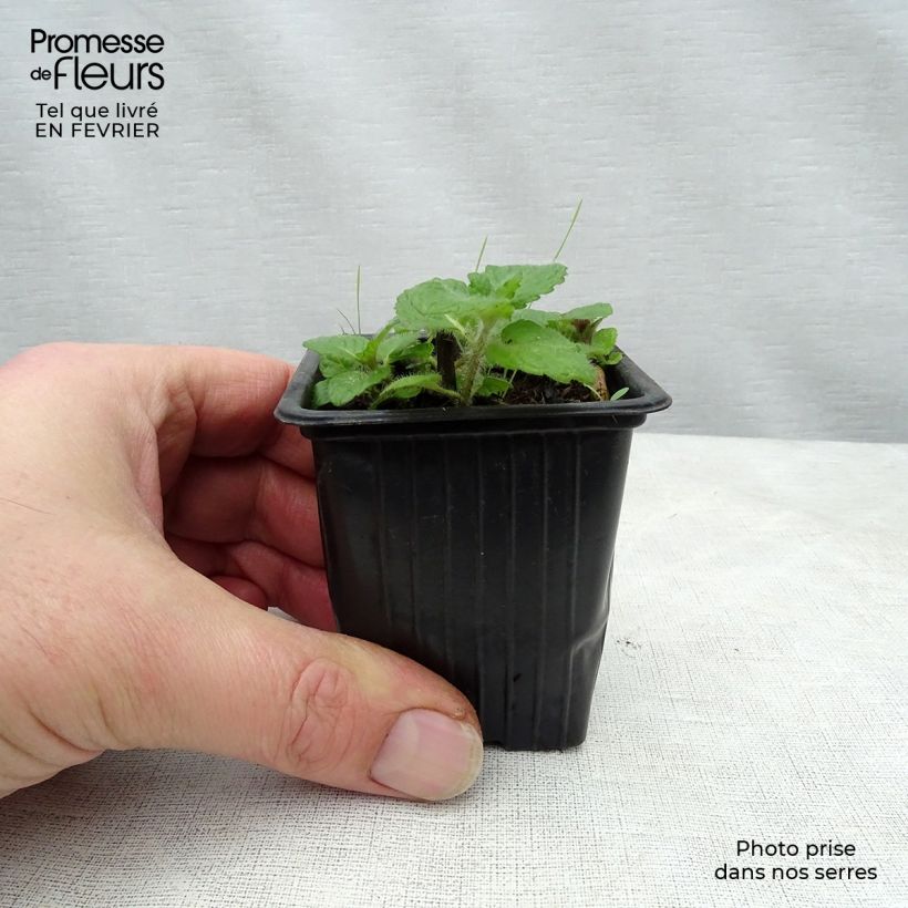Apple Mint 8/9 cm pot sample as delivered in winter