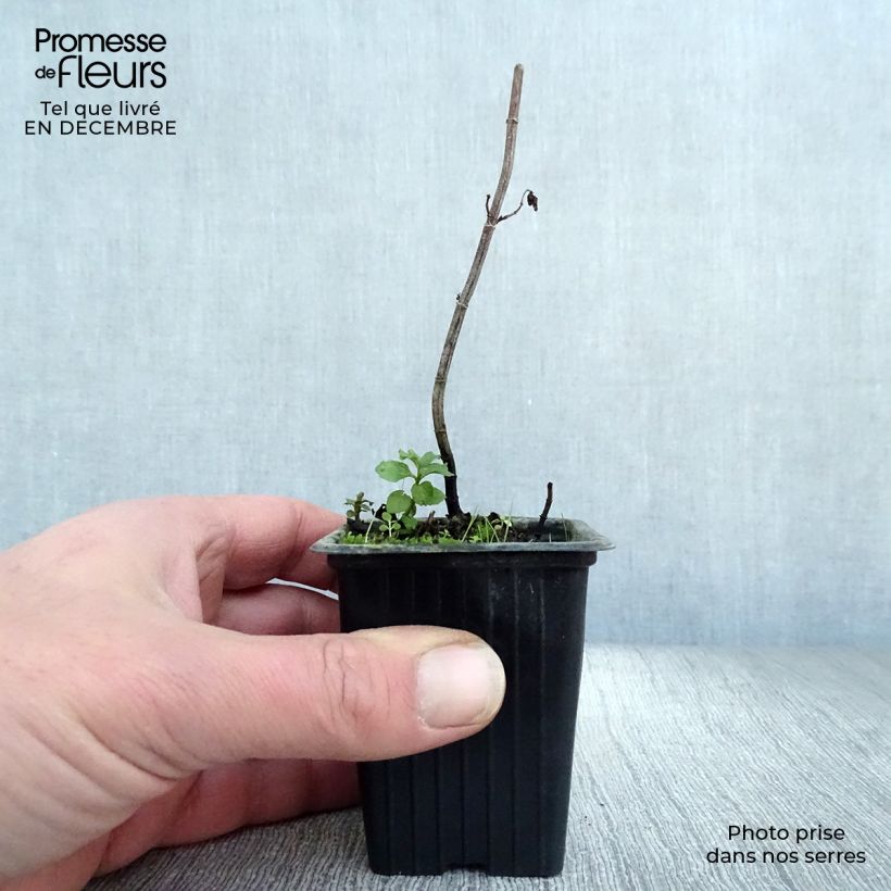 Mentha piperita Swiss 8/9 cm pot sample as delivered in winter