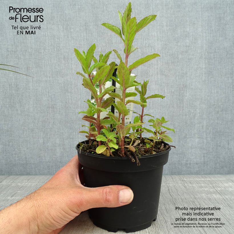 Mentha piperita Swiss 1.5L/2L pot sample as delivered in spring