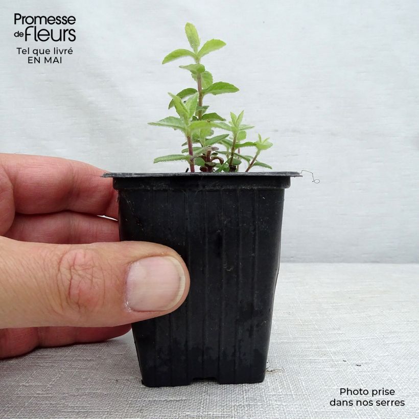 Mentha tomentosa 8/9 cm pot sample as delivered in spring