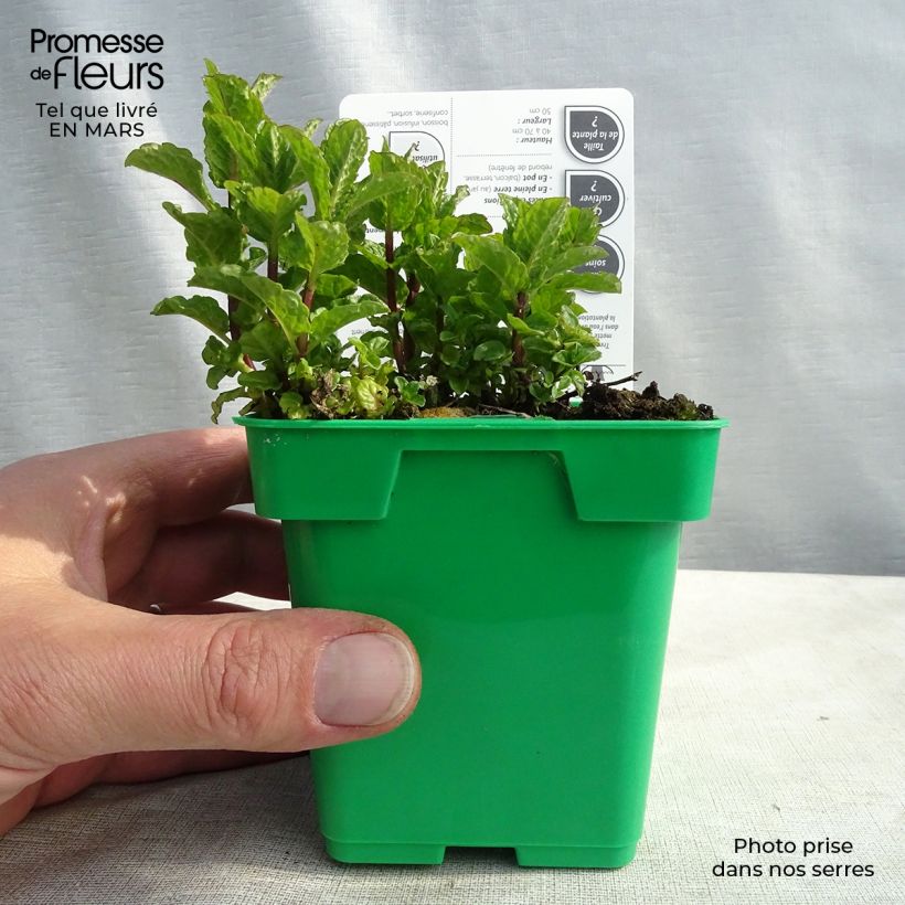 Mentha spicata Hollywood 10cm/11cm pot sample as delivered in winter