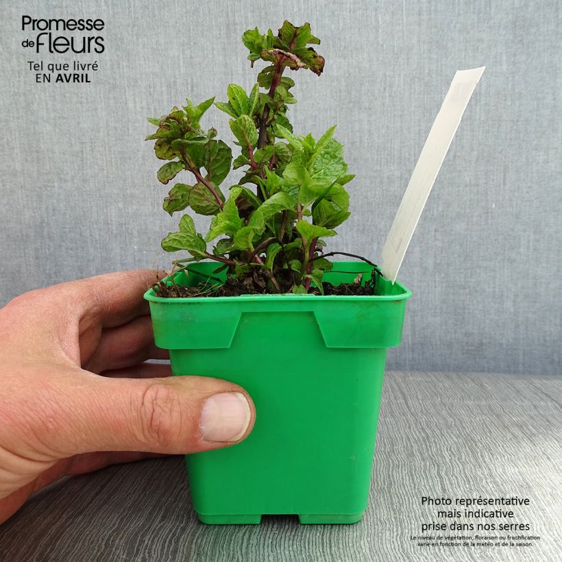 Mentha spicata Hollywood 10cm/11cm pot sample as delivered in spring