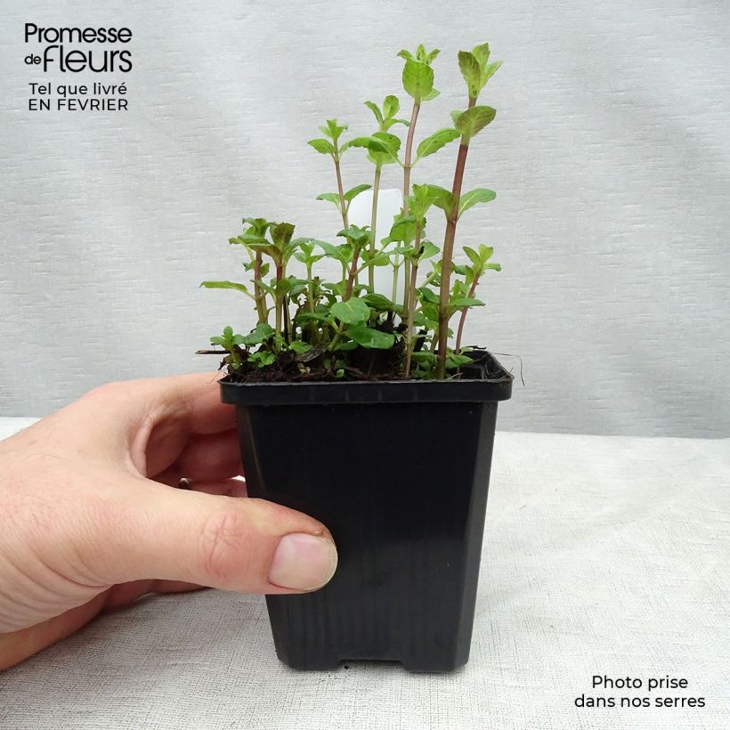 Mentha spicata 8/9 cm pot sample as delivered in winter