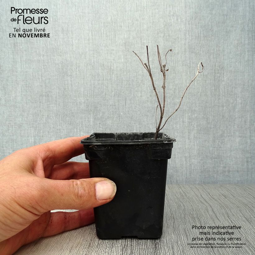 Mentha spicata 8/9 cm pot sample as delivered in autumn