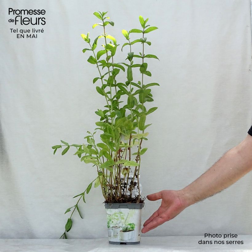 Spearmint - Mentha spicata in organic plant cultivation 2L/3L pot sample as delivered in spring