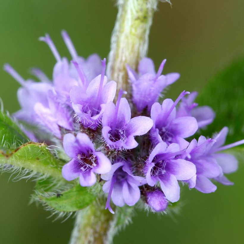 Mentha arvensis Thai - Thai mint (Flowering)