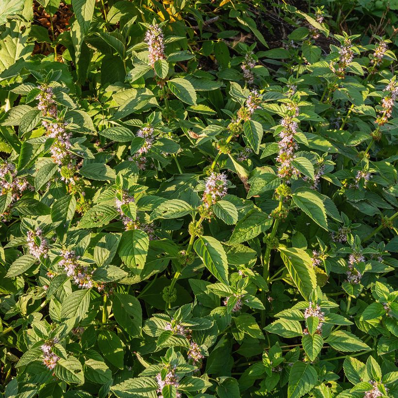 Mentha arvensis Thai - Thai mint (Plant habit)