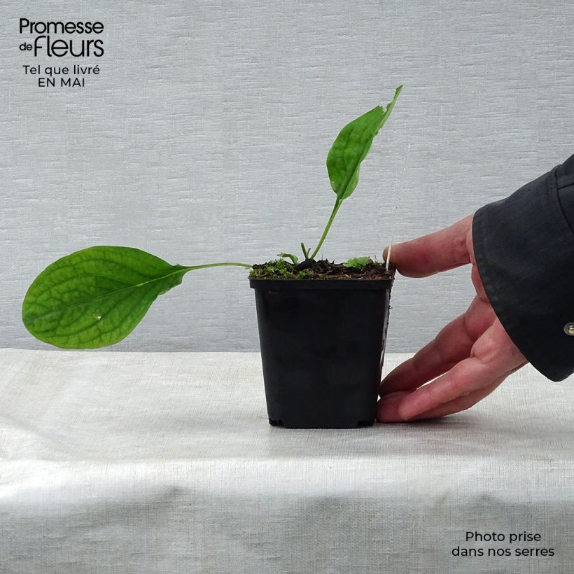 Virginian bluebells 8/9 cm pot sample as delivered in spring