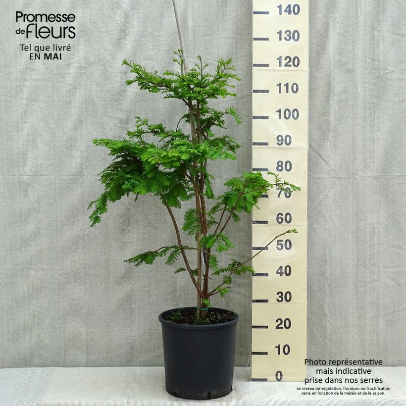 Metasequoia glyptostroboides Chubby - Dawn Redwood 7.5L/10L pot sample as delivered in spring