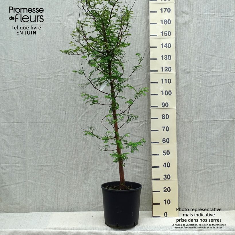Metasequoia glyptostroboides - Dawn Redwood 18L/20L pot sample as delivered in spring