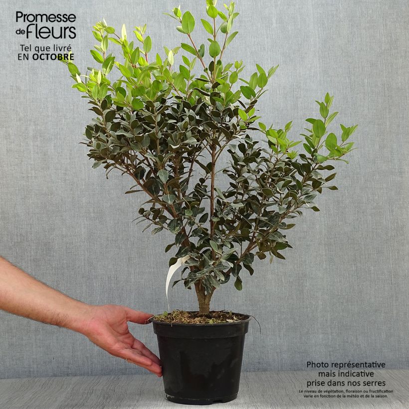 Metrosideros Mistral 4L/5L pot sample as delivered in autumn
