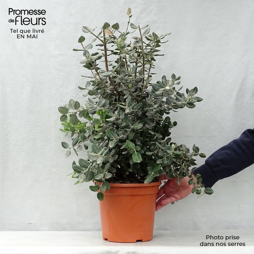 Metrosideros excelsa 7.5L/10L pot sample as delivered in spring