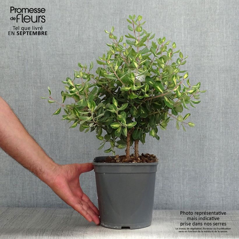 Metrosideros kermadecensis Aureomarginata 4L/5L pot sample as delivered in autumn