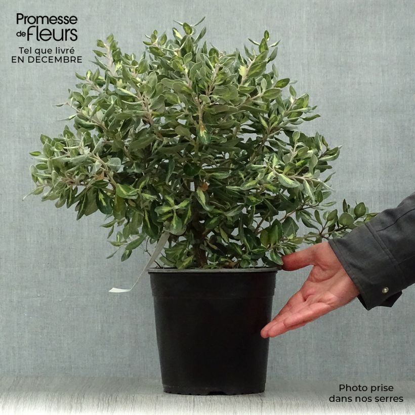 Metrosideros kermadecensis Sunninghill 4L/5L pot sample as delivered in winter