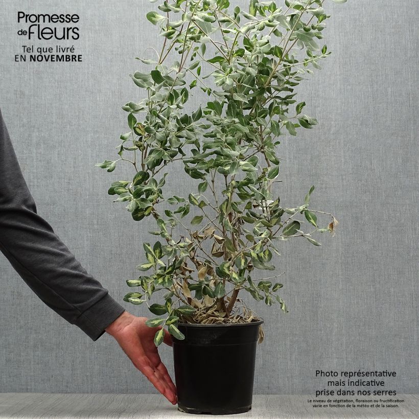Metrosideros kermadecensis Sunninghill 4L/5L pot sample as delivered in autumn