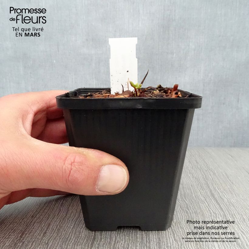 Meum athamanticum 8/9 cm pot sample as delivered in spring