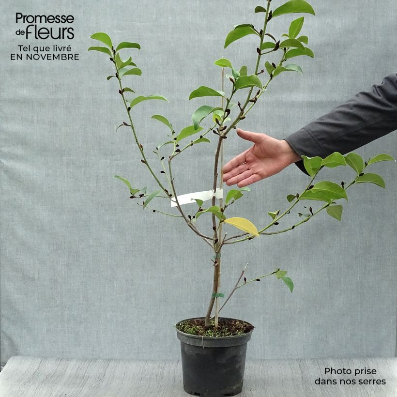 Magnolia Fairy Lime 4L/5L pot sample as delivered in autumn