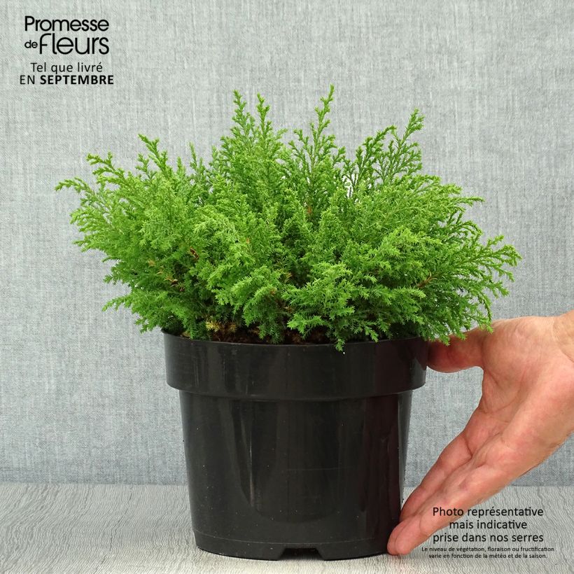 Microbiota decussata Fuzzball® 2L/3L pot sample as delivered in autumn