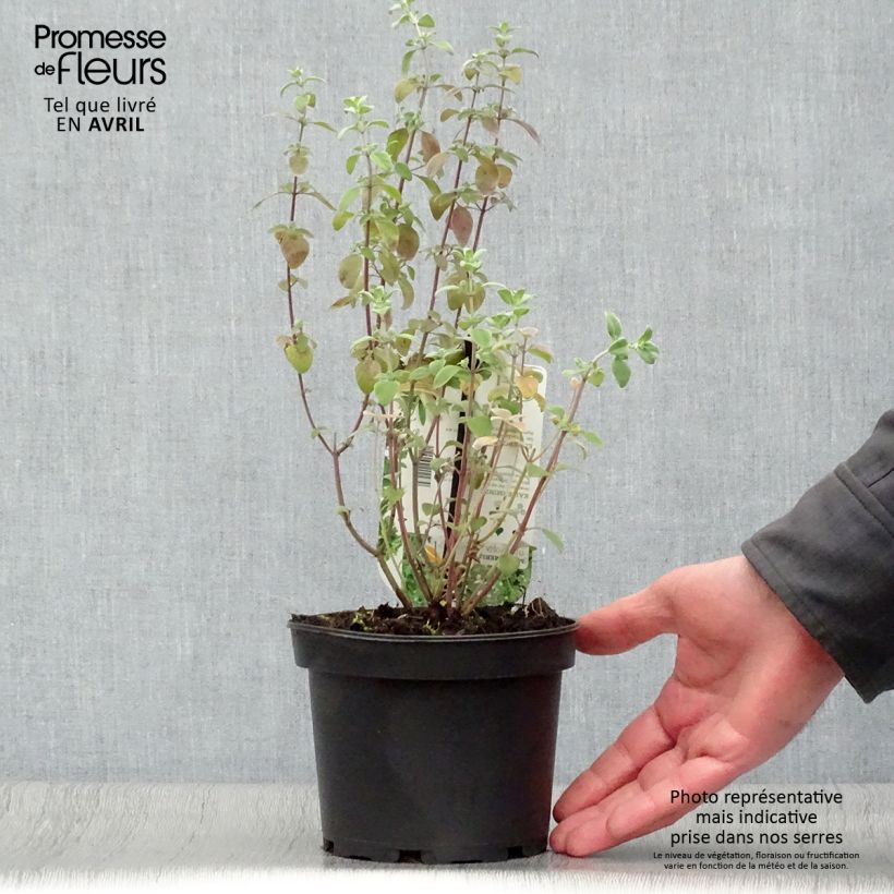 Micromeria thymifolia 1.5L/2L pot sample as delivered in spring