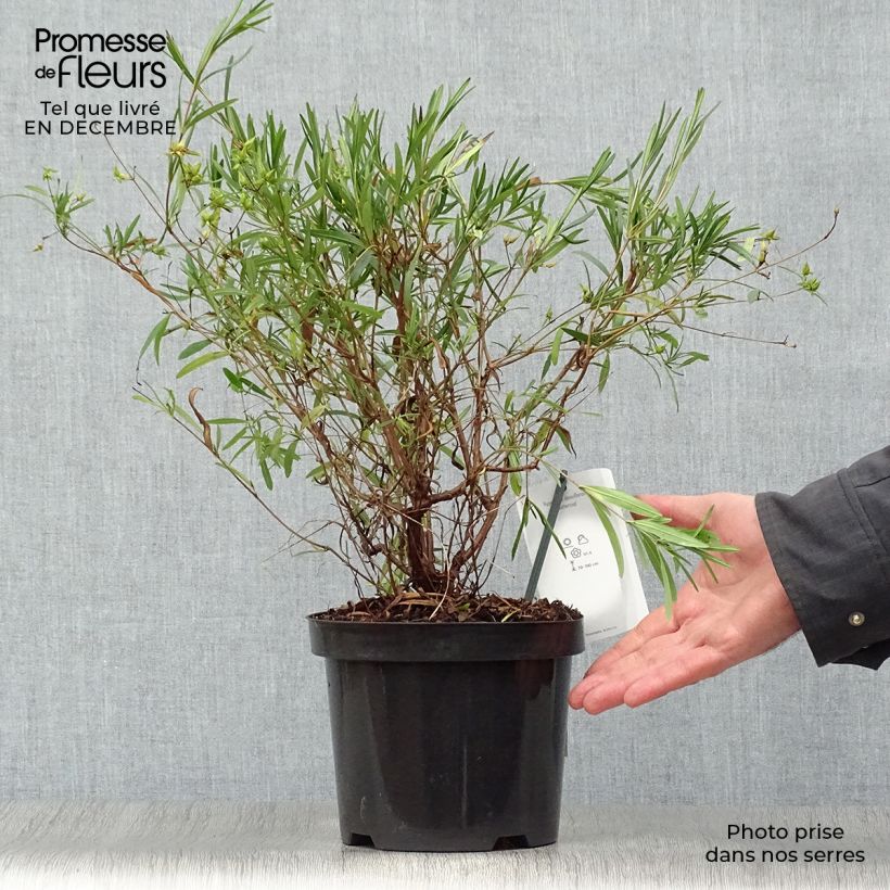 Hypericum densiflorum Buttercup - St. John's wort 2L/3L pot sample as delivered in winter