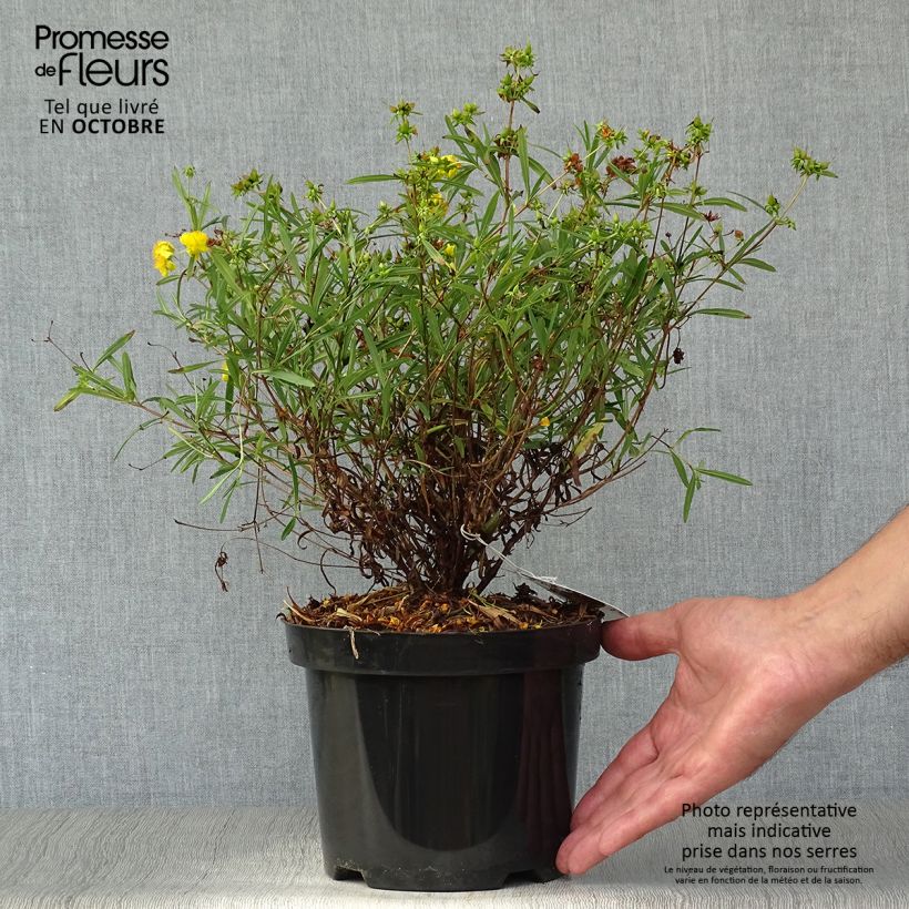 Hypericum densiflorum Buttercup - St. John's wort 2L/3L pot sample as delivered in autumn