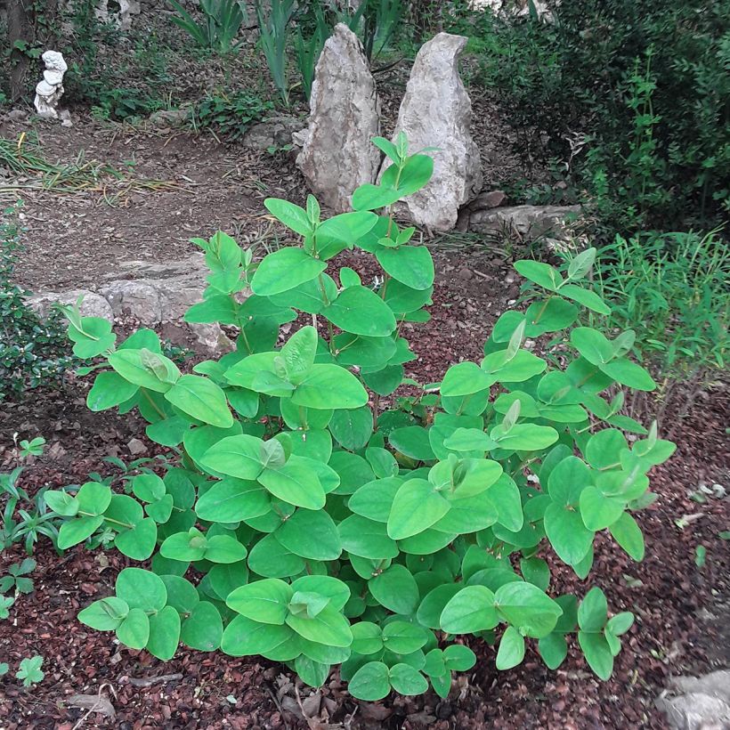 Hypericum inodorum Rheingold - St. John's wort (Plant habit)