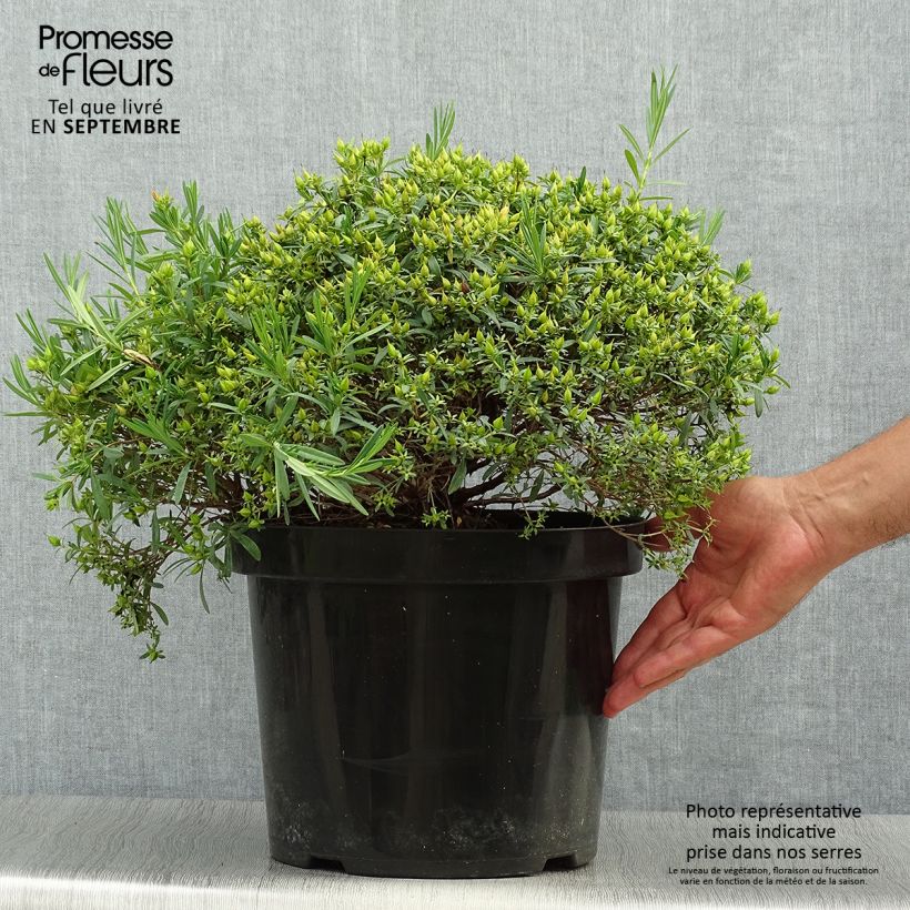 Hypericum kalmianum Cobalt-n-Gold - St. John's wort 7.5L/10L pot sample as delivered in autumn