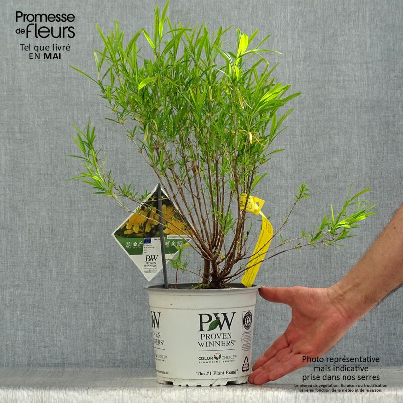 Hypericum kalmianum Sunny Boulevard Proven Winners - St. John's wort 2L/3L pot sample as delivered in spring
