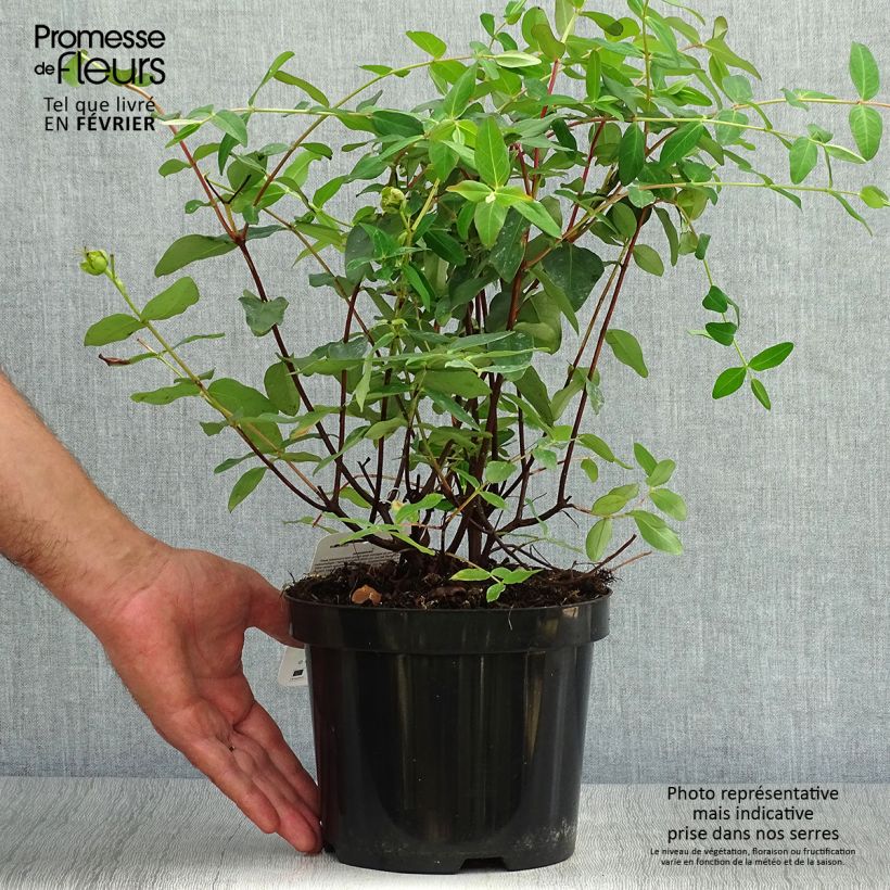 Hypericum x moserianum - St. John's wort 2L/3L pot sample as delivered in autumn