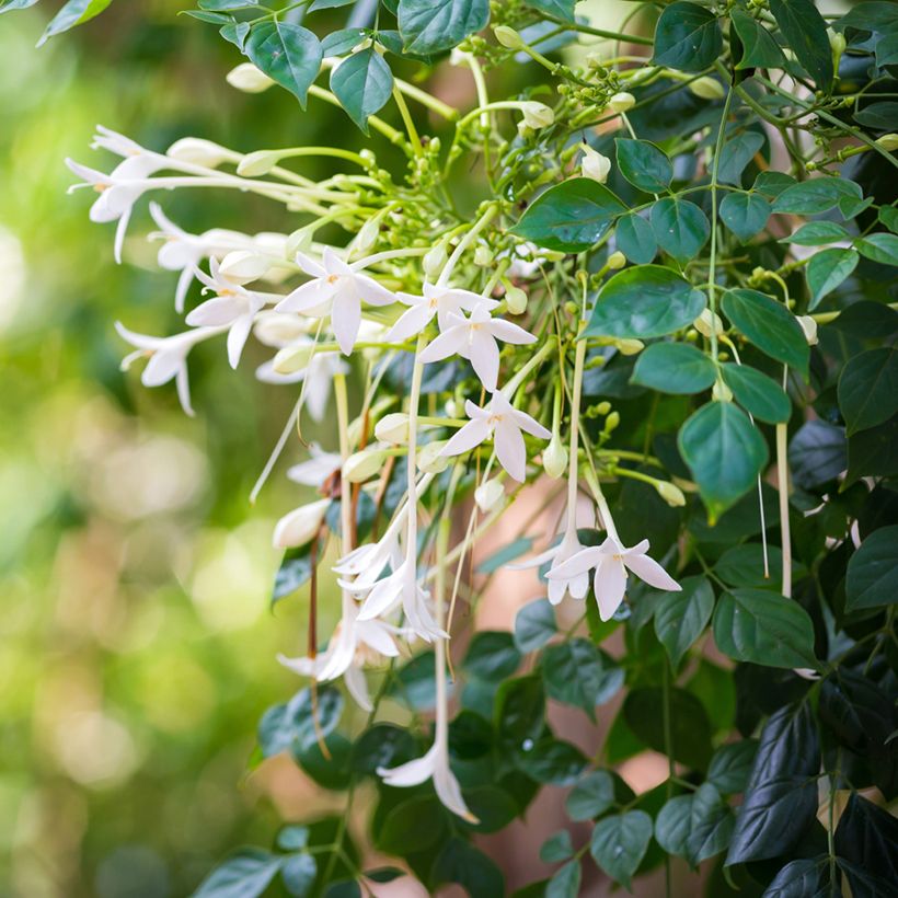 Millingtonia hortensis - Indian cork tree (Flowering)