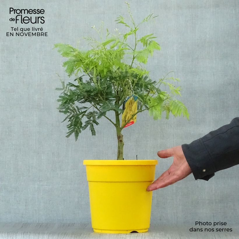 Acacia dealbata 2L/3L pot sample as delivered in autumn