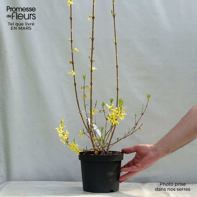 Forsythia intermedia Lynwood 2L/3L pot sample as delivered in winter
