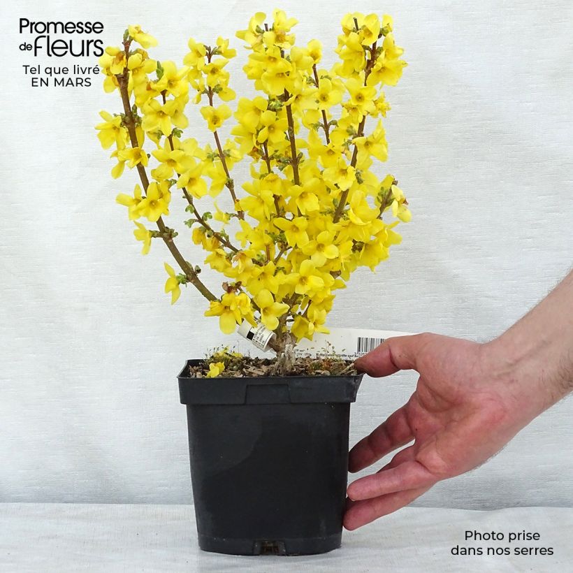Forsythia intermedia MINDOR 2L/3L pot sample as delivered in spring