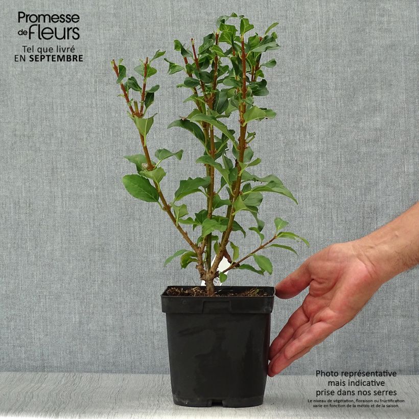 Forsythia intermedia MINDOR 2L/3L pot sample as delivered in autumn
