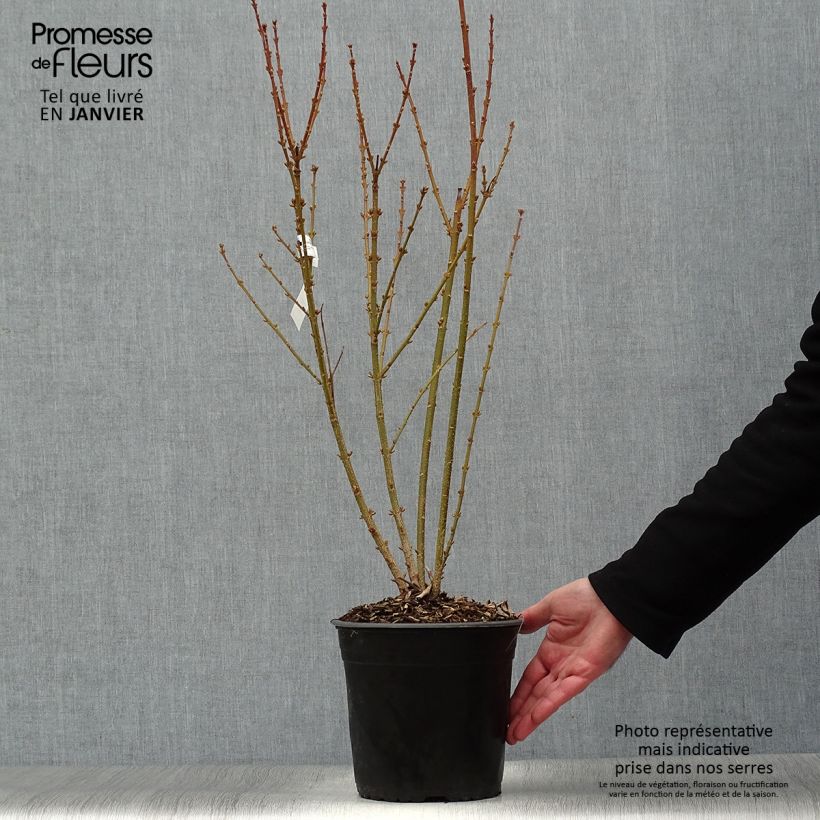Forsythia intermedia MINDOR 4L/5L pot sample as delivered in winter
