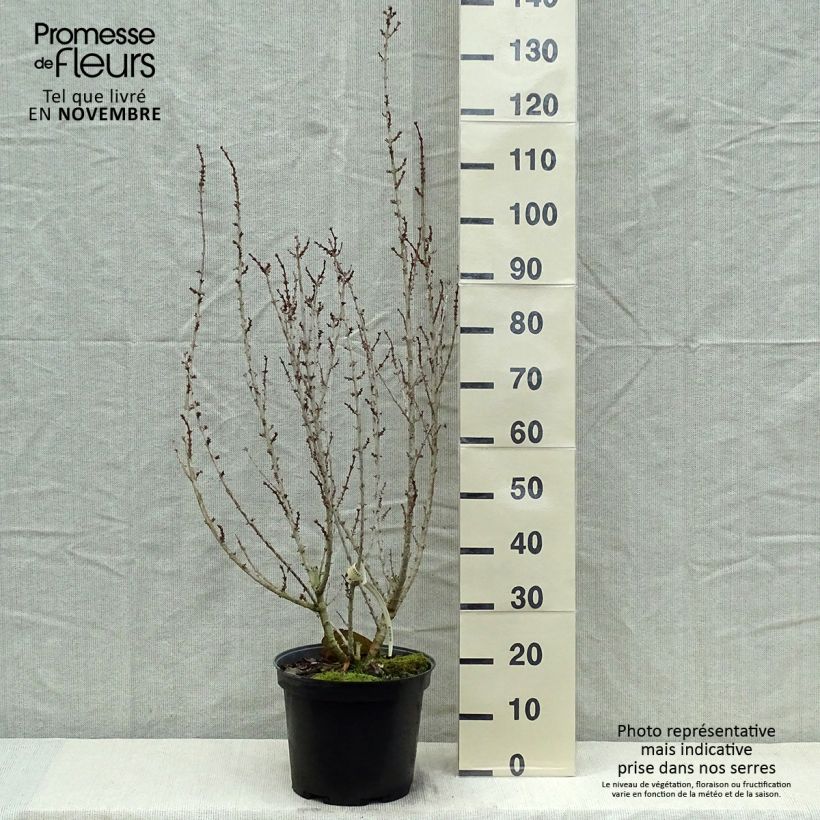 Forsythia intermedia MINDOR 7.5L/10L pot sample as delivered in autumn