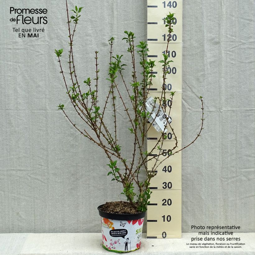 Forsythia intermedia MINDOR 7.5L/10L pot sample as delivered in spring