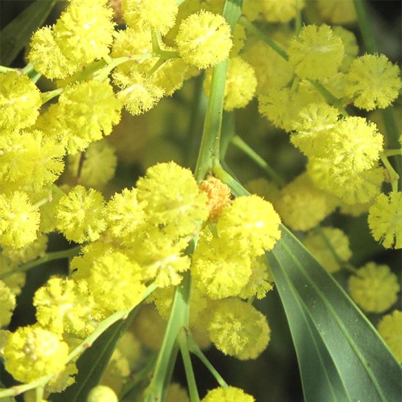 Acacia retinodes (Flowering)