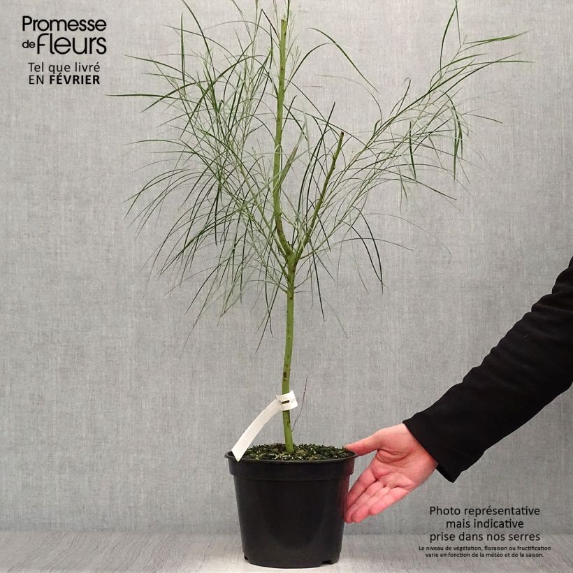 Acacia retinodes 2L/3L pot sample as delivered in winter