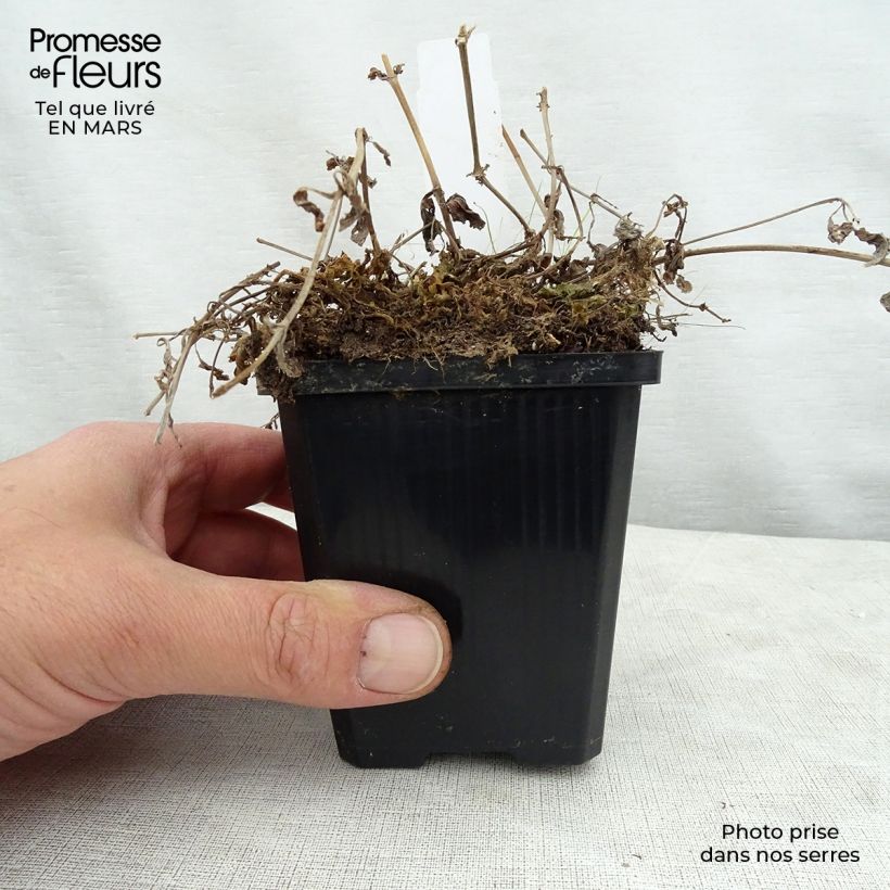 Mimulus luteus  8/9 cm pot sample as delivered in spring