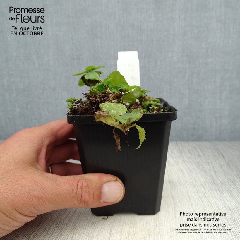 Mimulus luteus  8/9 cm pot sample as delivered in autumn
