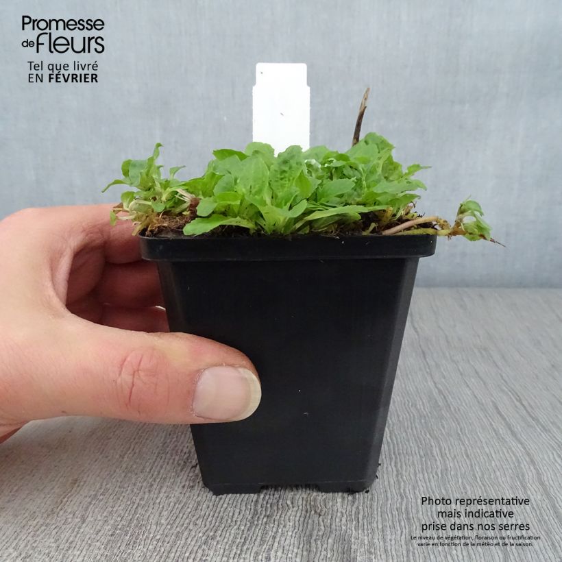 Mimulus luteus  8/9 cm pot sample as delivered in winter