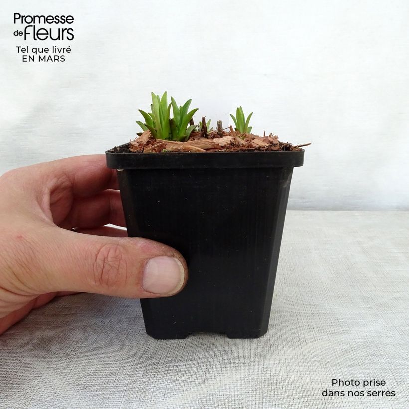 Mimulus ringens 8/9 cm pot sample as delivered in spring