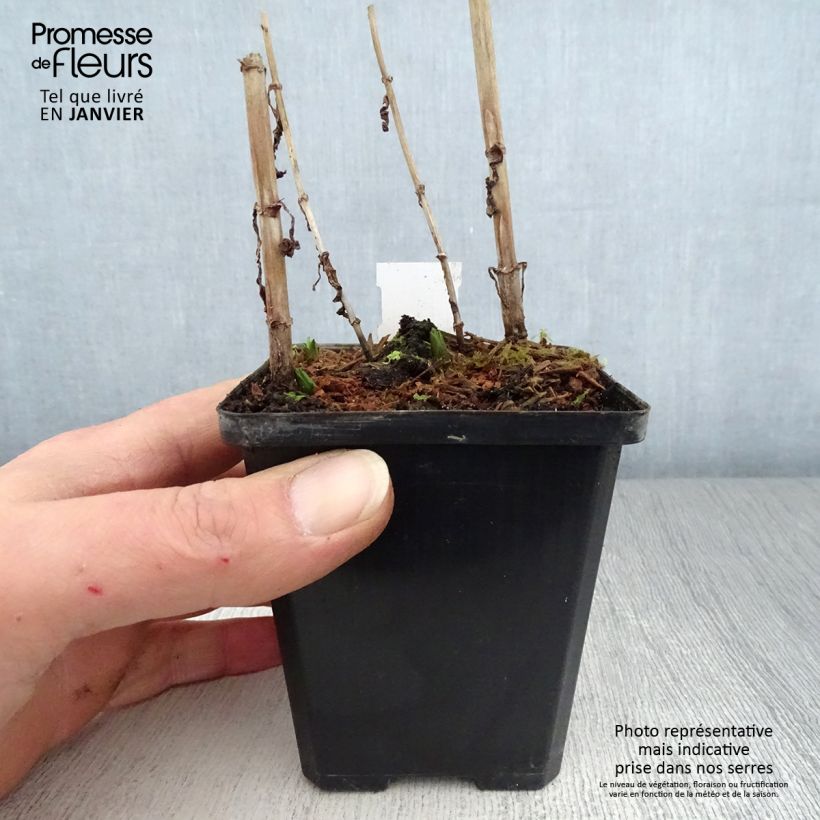 Mimulus ringens 8/9 cm pot sample as delivered in winter