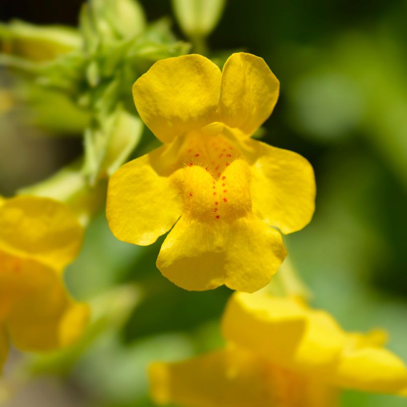 Mimulus luteus - Yellow Monkey Flower (Flowering)