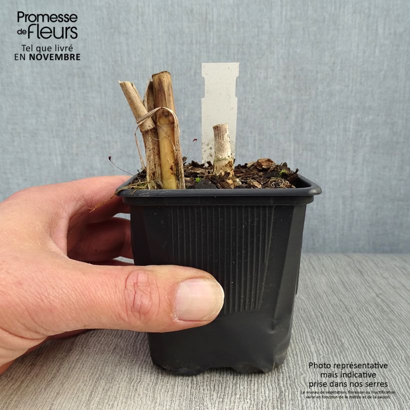 Miscanthus giganteus 8/9 cm pot sample as delivered in autumn