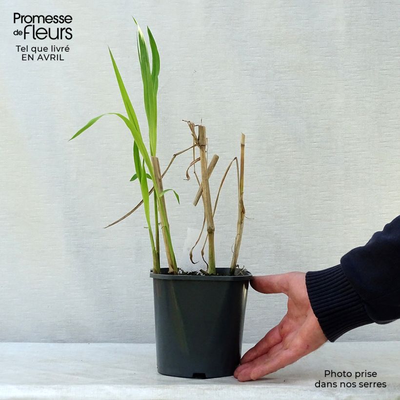 Miscanthus giganteus 2L/3L pot sample as delivered in spring